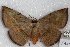 ( - 22169-150716-VI)  @11 [ ] Copyright (2018) Robert Borth LepBio, LLC