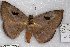  (Hypopyra ossigeroides - 22170-150817-VI)  @11 [ ] Copyright (2018) Robert Borth LepBio, LLC