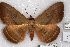  (Hypopyra signata - 22171-150317-VI)  @11 [ ] Copyright (2018) Robert Borth LepBio, LLC