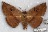  ( - 22173-150317-VI)  @13 [ ] Copyright (2018) Robert Borth LepBio, LLC