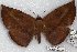  (Hypopyra RJB3 - 22174-150917-VI)  @11 [ ] Copyright (2018) Robert Borth LepBio, LLC