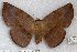  (Hypopyra RJB4 - 22176-150515-VI)  @11 [ ] Copyright (2018) Robert Borth LepBio, LLC
