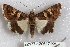 (Drasteria sesquistria - 22177-120617-KA)  @11 [ ] Copyright (2018) Robert Borth LepBio, LLC