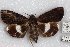  ( - 22182-150816-VI)  @11 [ ] Copyright (2018) Robert Borth LepBio, LLC
