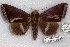  ( - 22185-200515-ML)  @11 [ ] Copyright (2018) Robert Borth LepBio, LLC