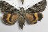 ( - 22187-080718-RU)  @11 [ ] Copyright (2018) Robert Borth LepBio, LLC