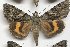  ( - 22188-080718-RU)  @11 [ ] No Rights Reserved (2018) Sergei Didenko Unspecified
