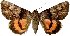  (Catocala sinyaevi - 22189-0150804-CH)  @11 [ ] No Rights Reserved (2018) Sergei Didenko Unspecified