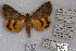  ( - 22192-080618-TX)  @13 [ ] Copyright (2018) Robert Borth LepBio, LLC