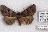  (Zale RJB - 22195-230616-CO)  @11 [ ] Copyright (2018) Robert Borth LepBio, LLC