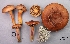  (Chroogomphus aff. rutilus - MQ18R041-QFB30124)  @11 [ ] Copyright (2018) Jacques Landry Mycoquebec