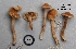  (Inocybe sp. HLRL1 - MQ18R048-QFB30131)  @11 [ ] Copyright (2018) Jacques Landry Mycoquebec