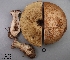  (Leccinum cf. rotundifoliae - MQ18R207-QFB30723)  @11 [ ] Copyright (2018) Jacques Landry Mycoquebec