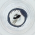  ( - RAIM_041_D7)  @11 [ ] by (2023) Wellcome Sanger Institute (Genome Research Limited) Wellcome Sanger Institute (Genome Research Limited)