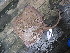  (Atlantoraja castelnaui - acas1)  @14 [ ] Unspecified (default): All Rights Reserved  Unspecified Unspecified