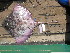  ( - acas2)  @13 [ ] Unspecified (default): All Rights Reserved  Unspecified Unspecified