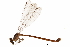  ( - CCDB-29473-B03)  @11 [ ] CreativeCommons - Attribution (2018) CBG Photography Group Centre for Biodiversity Genomics
