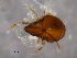  ( - BIOUG16752-H07)  @11 [ ] CreativeCommons - Attribution (2014) CBG Photography Group Centre for Biodiversity Genomics