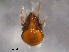  ( - BIOUG16752-H08)  @11 [ ] CreativeCommons - Attribution (2014) CBG Photography Group Centre for Biodiversity Genomics