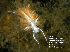  ( - CCDB22758-H10)  @12 [ ] CreativeCommons - Attribution (2014) Kara Layton Centre for Biodiversity Genomics