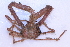  ( - CCDB22759-B01)  @11 [ ] CreativeCommons - Attribution Non-Commercial Share-Alike (2015) Melissa Frey Royal BC Museum