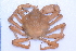  ( - CCDB22759-C12)  @11 [ ] CreativeCommons - Attribution Non-Commercial Share-Alike (2015) Melissa Frey Royal BC Museum