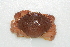  ( - CCDB22759-E10)  @11 [ ] CreativeCommons - Attribution Non-Commercial Share-Alike (2015) Melissa Frey Royal BC Museum