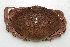  ( - CCDB22759-E11)  @11 [ ] CreativeCommons - Attribution Non-Commercial Share-Alike (2015) Melissa Frey Royal BC Museum