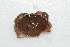  ( - CCDB22759-F03)  @11 [ ] CreativeCommons - Attribution Non-Commercial Share-Alike (2015) Melissa Frey Royal BC Museum