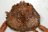  (Chionoecetes tanneri - CCDB22760-D07)  @11 [ ] CreativeCommons - Attribution Non-Commercial Share-Alike (2015) Melissa Frey Royal BC Museum