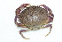  ( - CCDB22761-A02)  @11 [ ] CreativeCommons - Attribution Non-Commercial Share-Alike (2015) Melissa Frey Royal BC Museum