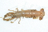  ( - CCDB22761-D04)  @11 [ ] CreativeCommons - Attribution Non-Commercial Share-Alike (2015) Melissa Frey Royal BC Museum