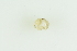  (Penitella conradi - CCDB22763-C06)  @11 [ ] CreativeCommons - Attribution Non-Commercial Share-Alike (2015) Melissa Frey Royal BC Museum