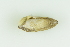  ( - CCDB22763-D05)  @11 [ ] CreativeCommons - Attribution Non-Commercial Share-Alike (2015) Melissa Frey Royal BC Museum