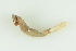  ( - CCDB22766-A09)  @11 [ ] CreativeCommons - Attribution Non-Commercial Share-Alike (2015) Melissa Frey Royal BC Museum