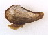  (Nuculana hamata - CCDB22172-C01)  @11 [ ] CreativeCommons - Attribution (2014) Kara Layton Centre for Biodiversity Genomics