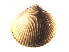  (Clinocardium nuttallii - CCDB22172-H06)  @14 [ ] CreativeCommons - Attribution (2014) Kara Layton Centre for Biodiversity Genomics
