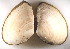  ( - CCDB22173-B02)  @13 [ ] CreativeCommons - Attribution (2014) Kara Layton Centre for Biodiversity Genomics