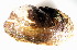  (Entodesma - CCDB22173-E12)  @11 [ ] CreativeCommons - Attribution (2014) Kara Layton Centre for Biodiversity Genomics