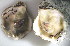  ( - CCDB22173-G07)  @13 [ ] CreativeCommons - Attribution (2014) Kara Layton Centre for Biodiversity Genomics
