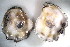  ( - CCDB22173-G10)  @12 [ ] CreativeCommons - Attribution (2014) Kara Layton Centre for Biodiversity Genomics