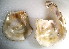  ( - CCDB22173-H11)  @12 [ ] CreativeCommons - Attribution (2014) Kara Layton Centre for Biodiversity Genomics