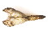  ( - CCDB22174-A06)  @11 [ ] CreativeCommons - Attribution (2014) Kara Layton Centre for Biodiversity Genomics