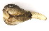  (Penitella richardsoni - CCDB22174-B03)  @13 [ ] CreativeCommons - Attribution (2014) Kara Layton Centre for Biodiversity Genomics