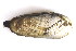  ( - CCDB22174-B11)  @11 [ ] CreativeCommons - Attribution (2014) Kara Layton Centre for Biodiversity Genomics