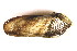  ( - CCDB22174-C01)  @13 [ ] CreativeCommons - Attribution (2014) Kara Layton Centre for Biodiversity Genomics