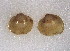  (Sphaerium lacustre - CCDB22174-E07)  @12 [ ] CreativeCommons - Attribution (2014) Kara Layton Centre for Biodiversity Genomics