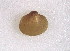  (Sphaerium securis - CCDB22174-F01)  @12 [ ] CreativeCommons - Attribution (2014) Kara Layton Centre for Biodiversity Genomics