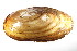 (Anodontini - CCDB22174-G05)  @13 [ ] CreativeCommons - Attribution (2014) Kara Layton Centre for Biodiversity Genomics