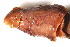  ( - CCDB22176-F09)  @11 [ ] CreativeCommons - Attribution (2014) Kara Layton Centre for Biodiversity Genomics